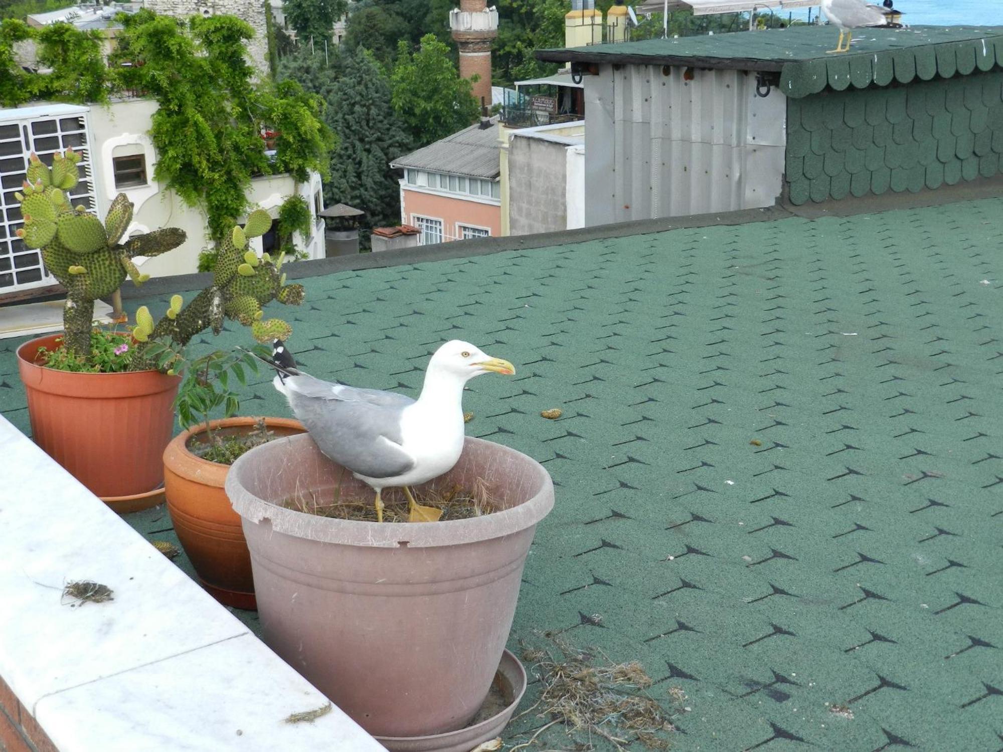 Berk Guest House - Grandma'S House อิสตันบูล ภายนอก รูปภาพ